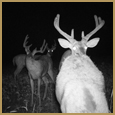 2011 C and S Trailcam Pic